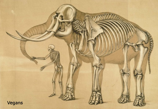 elephant man skeletonsopti