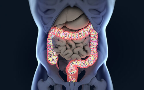 How to Achieve and Maintain a Healthy Gut Microbiome
