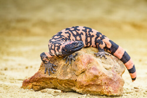 McDougall's Medicine: Learn What Drug Contains Gila Monster Venom