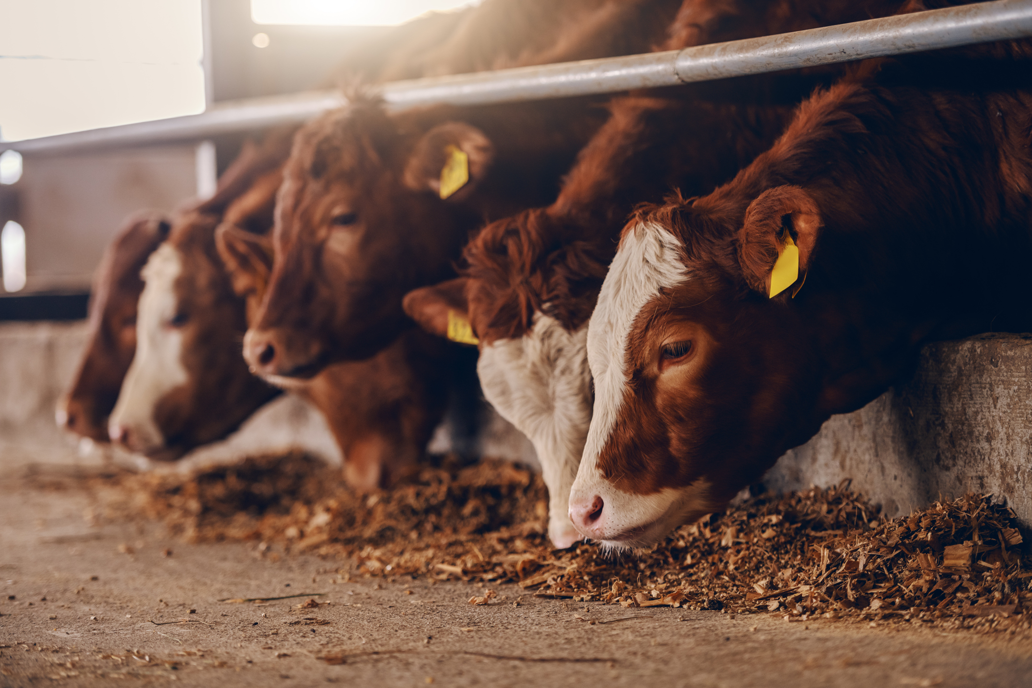 Environmental Impact of Animal Agriculture: What No One Talks About When Discussing Climate Change