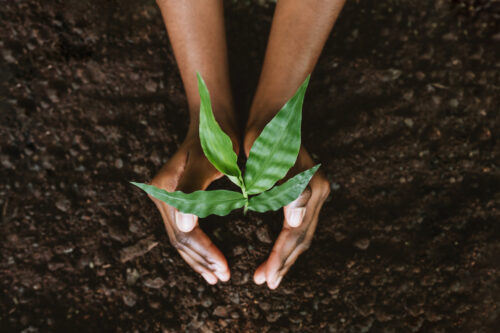 Hands wrapped around the soil of a growing tree to help promote diet and mental health.