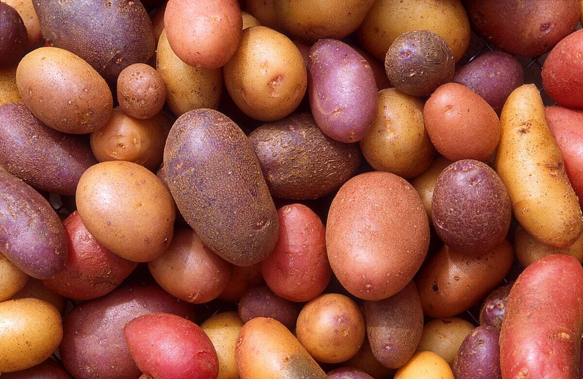 Image of Starch-Based Diet Staples