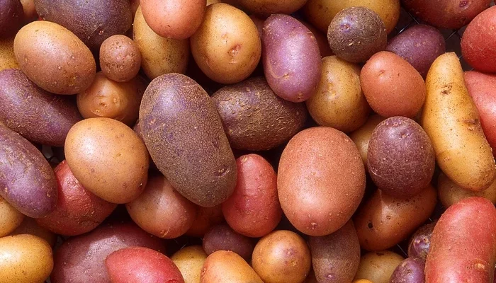 Image of Starch-Based Diet Staples