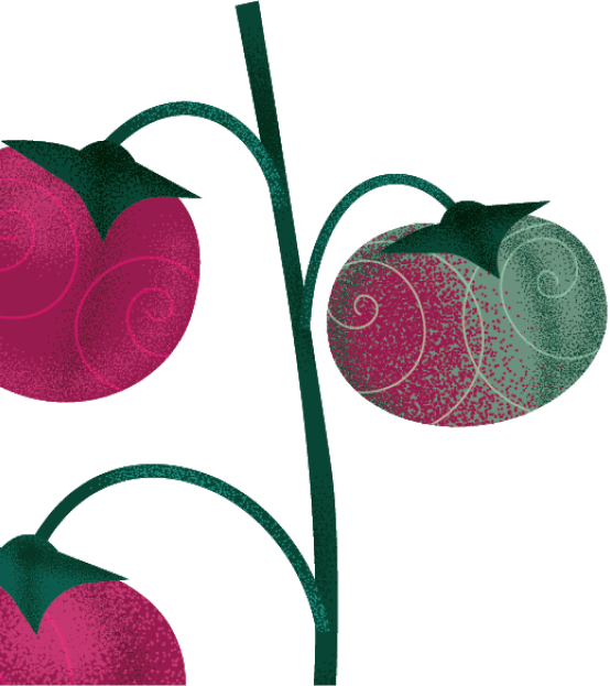 Tomatoes on the vine